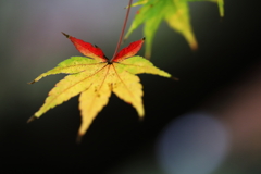 秋月城 紅葉_2