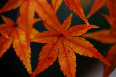 秋月城 紅葉_4