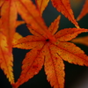 秋月城 紅葉_4