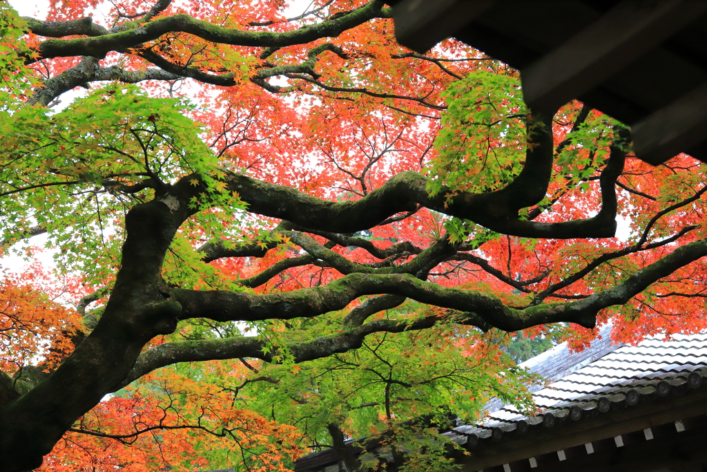 雷山千如寺_3
