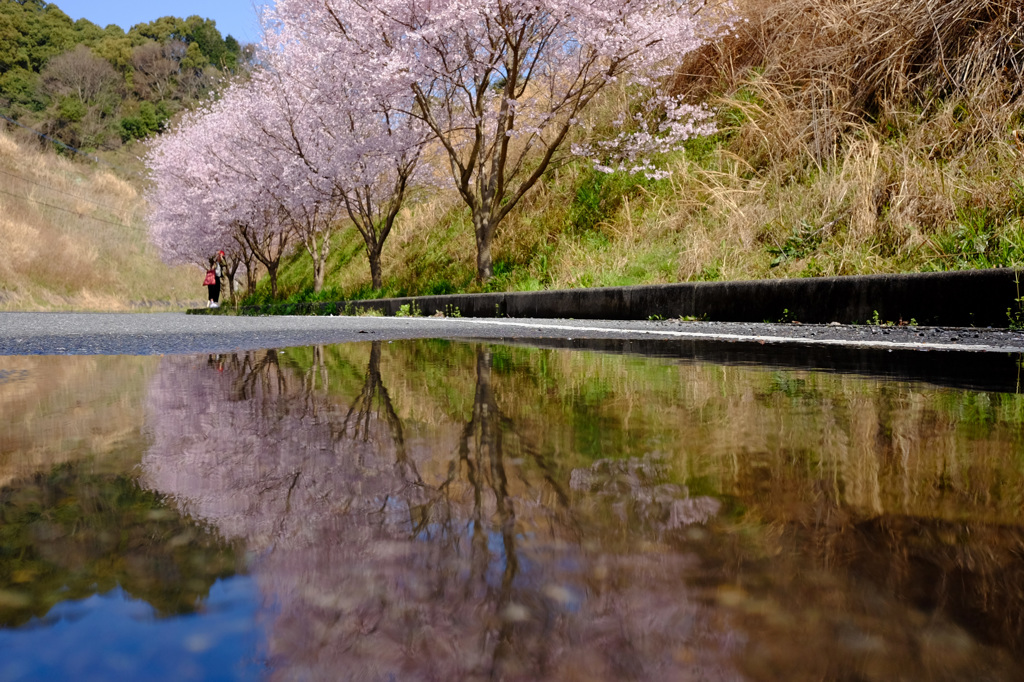 天拝坂さくら２