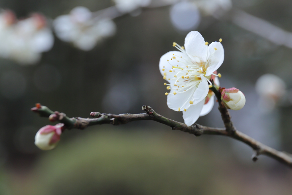 舞鶴公園 梅 咲きました！