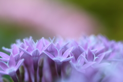 可憐な花