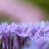 可憐な花