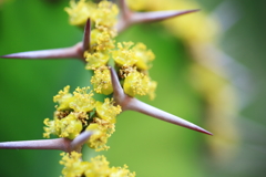 サボテンの花