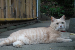 江の猫