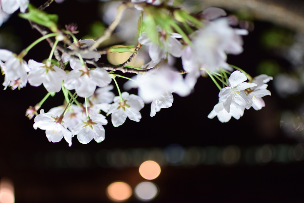 夜桜と晩酌