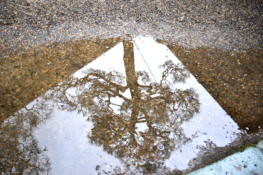 雨上がりの