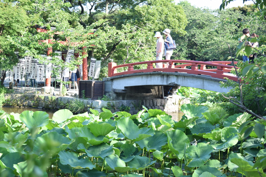 夏が来る前