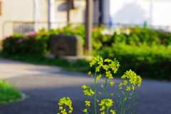 黄色の存在
