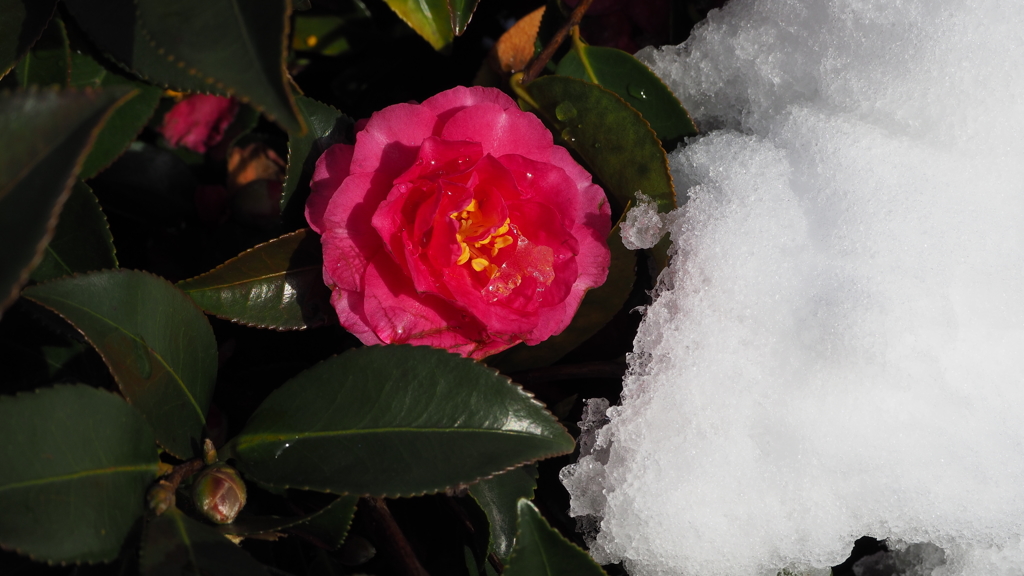 雪寄り添いて