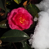 雪寄り添いて