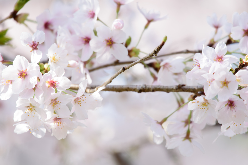 内房　桜3