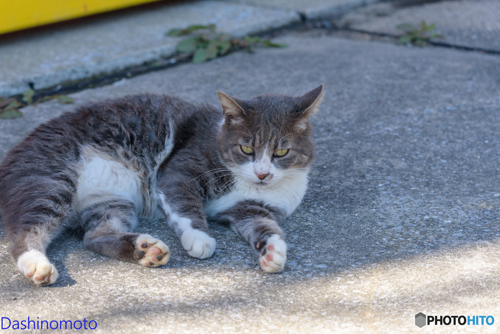 瀬戸内　島猫に会いに