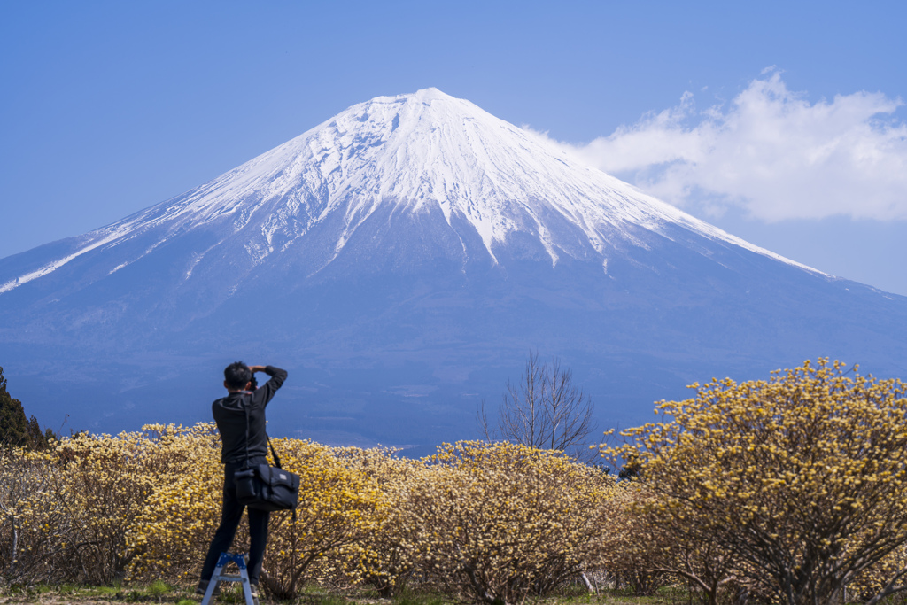 ミツマタと富士を撮る