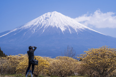 ミツマタと富士を撮る