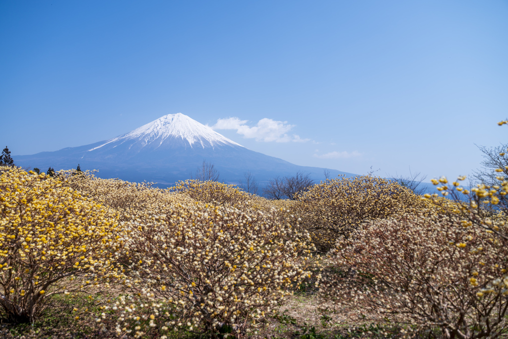 ミツマタと富士山