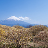 ミツマタと富士山