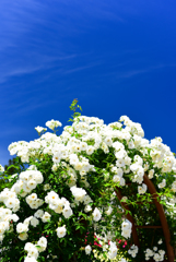 富士川クラフト3