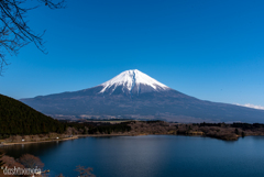 lake　たぬき