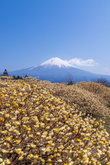 ミツマタと富士山