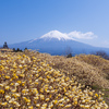 ミツマタと富士山