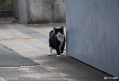 真鍋島の猫たち10