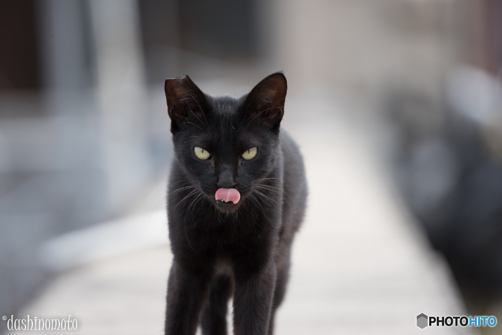 真鍋島の猫たち5