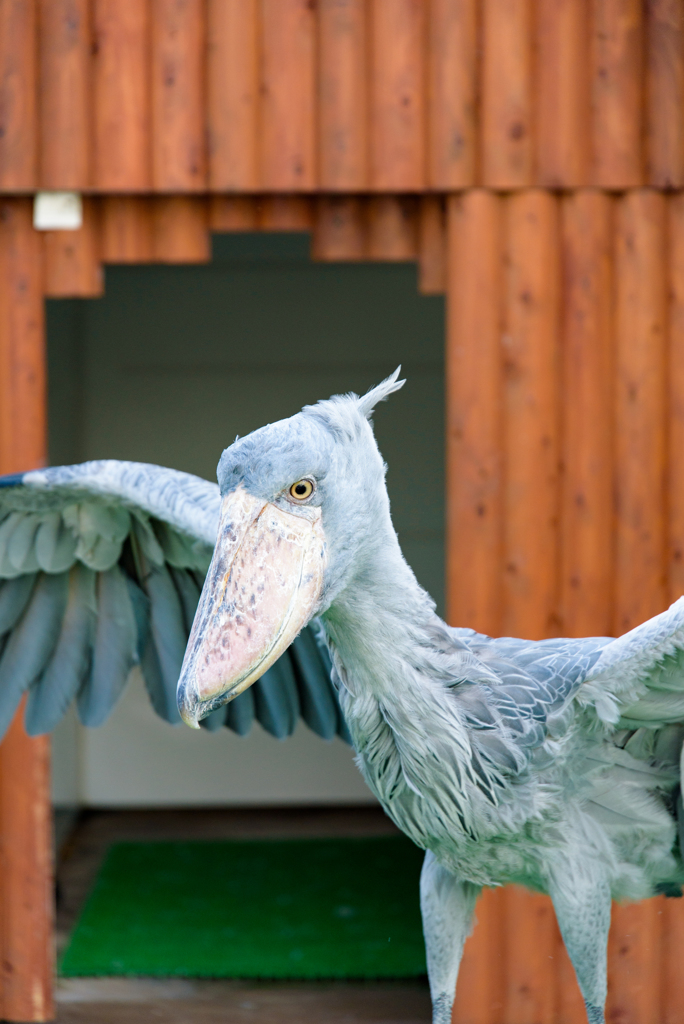 掛川花鳥園　ふたばちゃん登場②