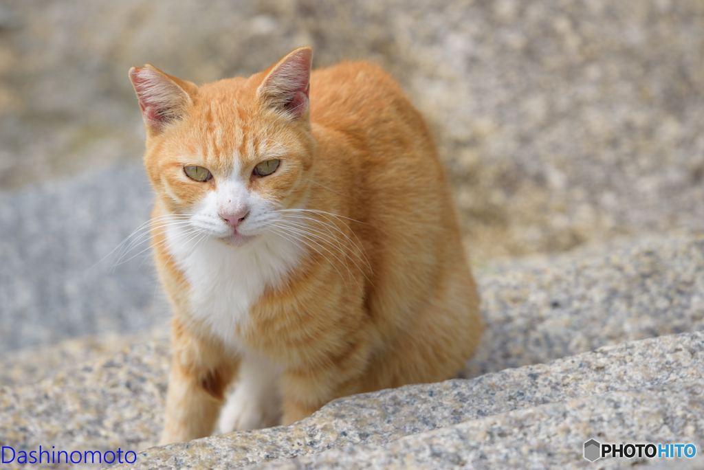 瀬戸内　島猫に会いに