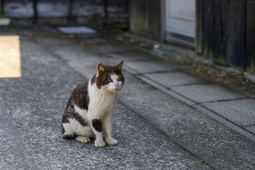 佐久島猫探し2