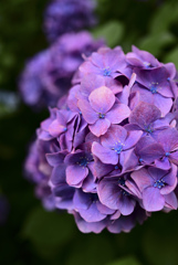 紫陽花