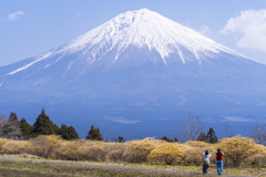 ミツマタと富士を撮る