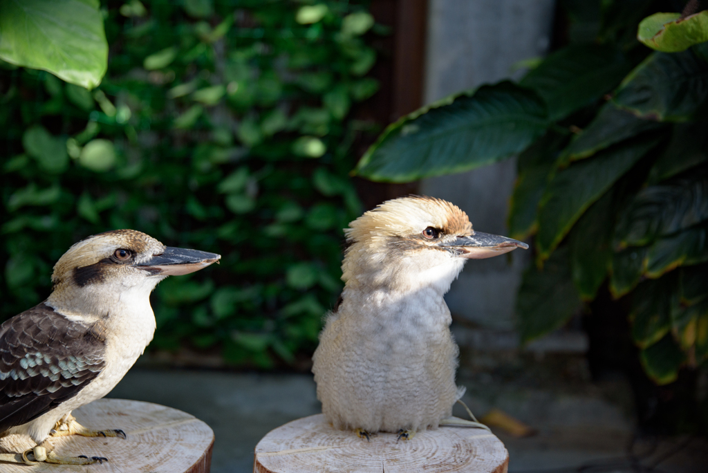 掛川花鳥園　ワライカワセミ