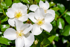 富士川クラフト1