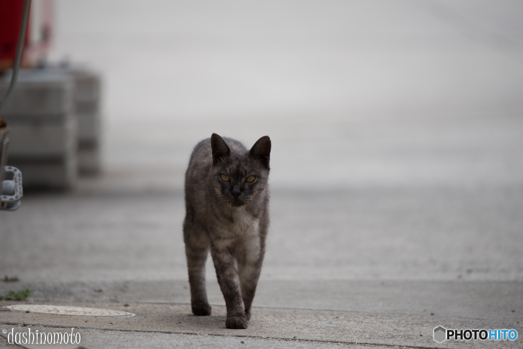 真鍋島の猫たち4