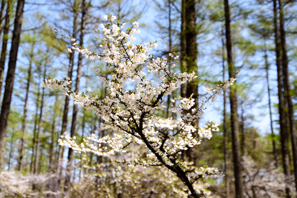 初夏　豆桜