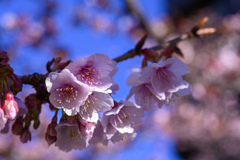 熱海桜　街ぶらスナップ