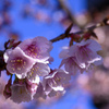 熱海桜　街ぶらスナップ
