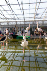 掛川花鳥園　⁇シギ⁇