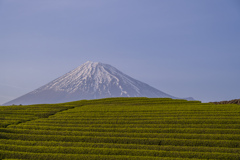 茶と富士