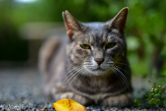 202210cat3