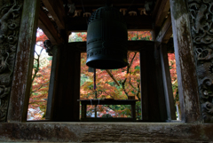 秋の大雄山紅葉②