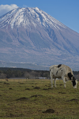 ウシと富士