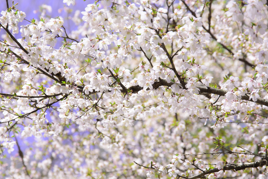 初夏　豆桜