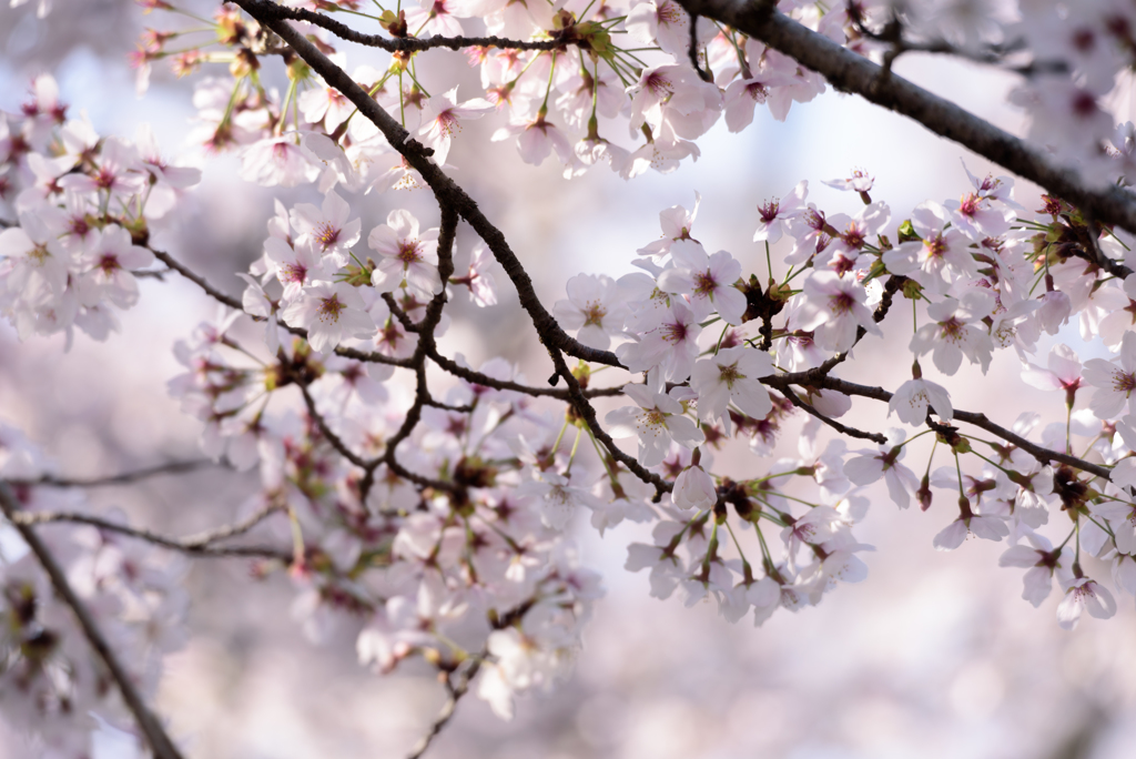 内房　桜1