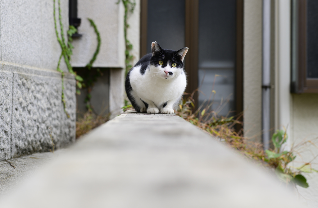 2023三浦の猫たち