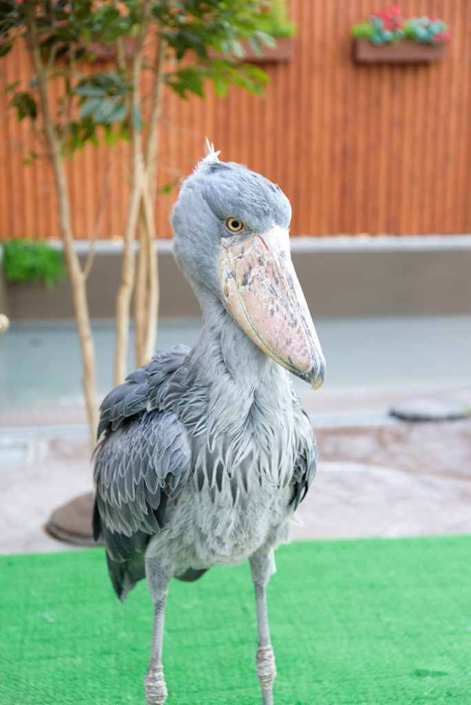 掛川花鳥園　ふたばちゃん登場④