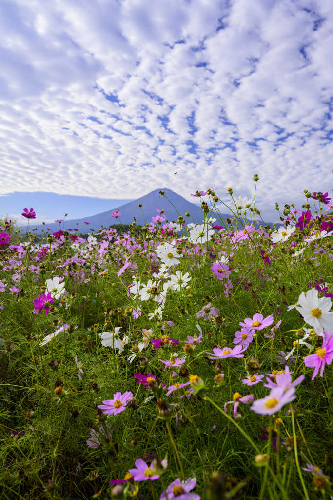 コスモスと富士