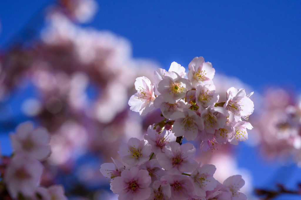 熱海桜　街ぶらスナップ